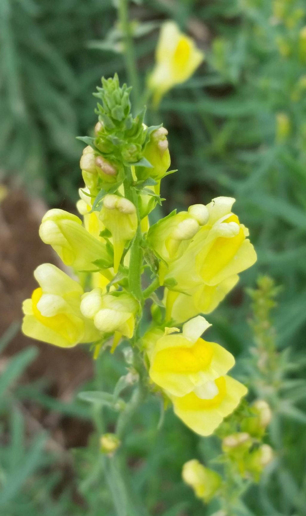 Linaria vulgaris
